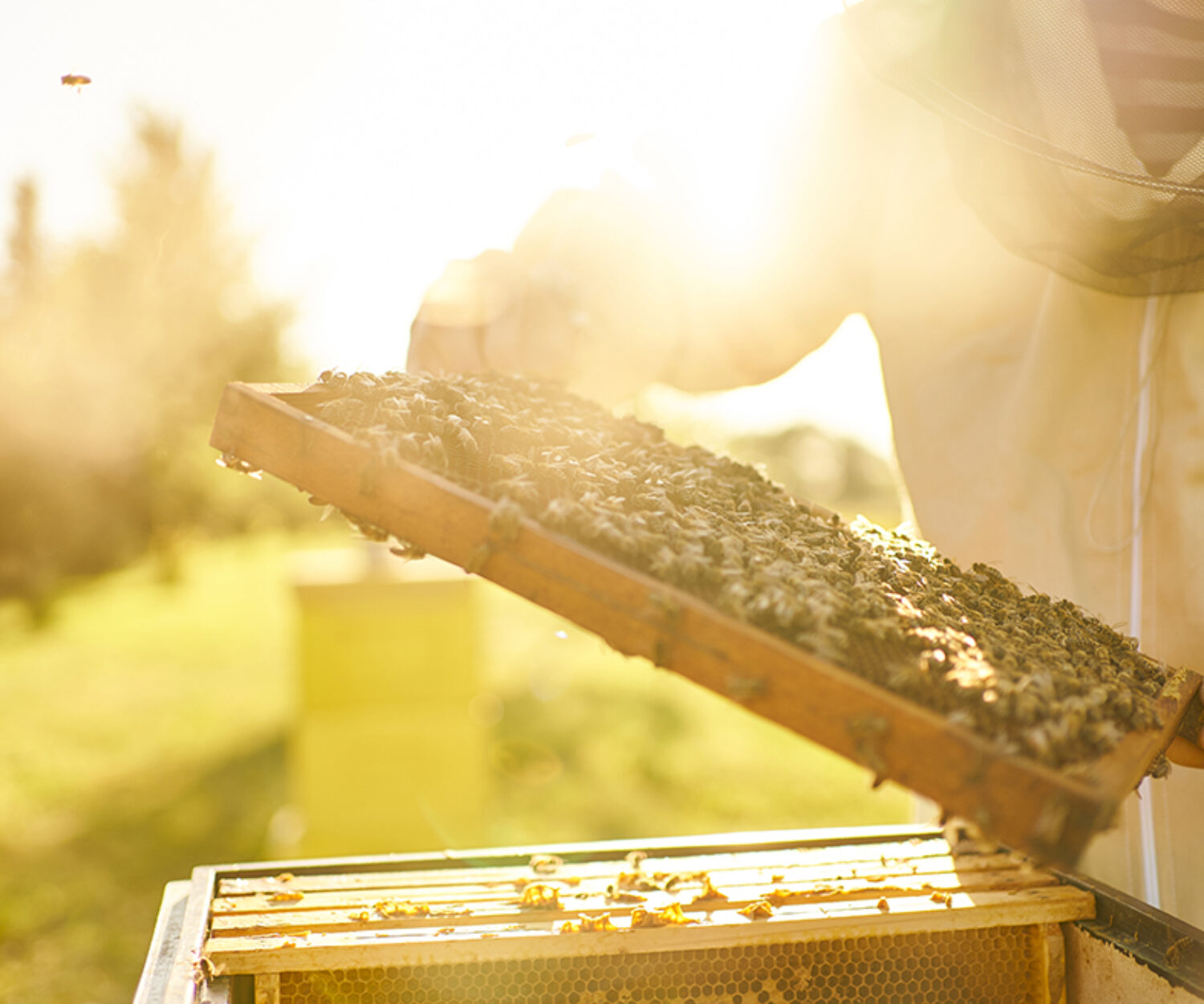 Bee keeper tending to his bees on an organic honey farm